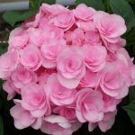 Hydrangea variety Papillon