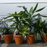 Dracaena varieties