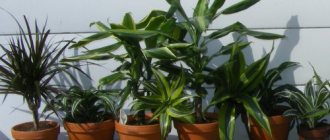 Dracaena varieties