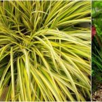 Varieties and types of calamus