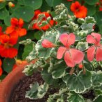 Varieties and types of geraniums