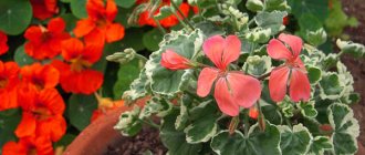 Varieties and types of geraniums