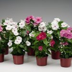 Catharanthus varieties