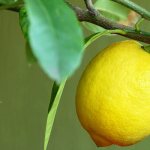 Lemon varieties