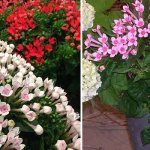 Plant varieties