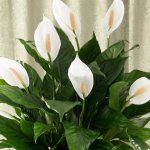 Spathiphyllum - a flower of “female happiness” from the tropics