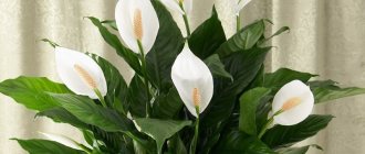 Spathiphyllum - a flower of “female happiness” from the tropics