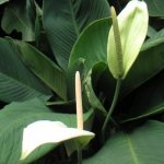 Spathiphyllum cannofolia