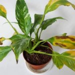 Spathiphyllum cupido: plant care at home