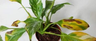 Spathiphyllum cupido: plant care at home