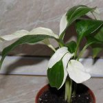 spathiphyllum picasso