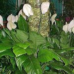 Spathiphyllum in landscape design