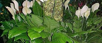 Spathiphyllum in landscape design