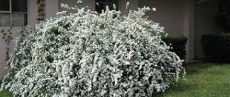 Spiraea gray Grefsheim