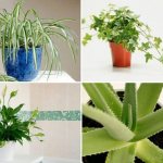 List of indoor medicinal plants