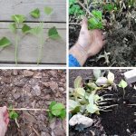 Methods for propagating hydrangea