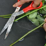 Cutting a rose at an angle