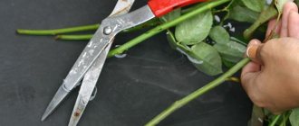 Cutting a rose at an angle