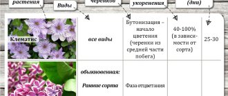 timing of summer cuttings