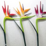 Strelitzia reginae - planting, care and propagation at home. How to care for and grow from seeds 