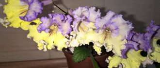 Streptocarpus: care and cultivation from seeds, propagation rules