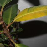 dry ficus leaves