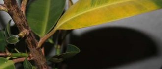 dry ficus leaves