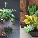 Succulents and their compositions