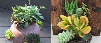 Succulents and their compositions