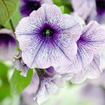 Light purple petunia