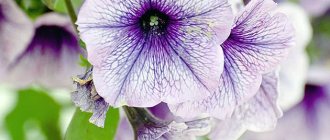 Light purple petunia