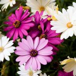 This is how numerous misconceptions arise that daisies are colored and multi-colored.