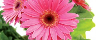 Such different gerberas: a description of the species of a motley variety of guests from South America