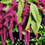 amaranth growing technology