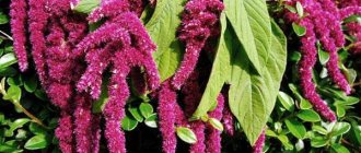 amaranth growing technology