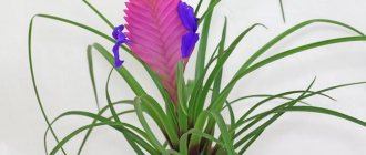 Tillandsia anita: home care, planting, reproduction, diseases, signs, photos