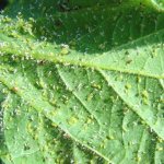 Aphid on a flower leaf