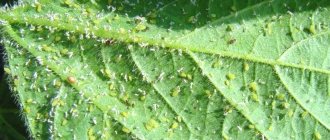 Aphid on a flower leaf