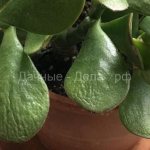 Crassula sheds leaves: how to determine the cause and what to do