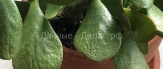 Crassula sheds leaves: how to determine the cause and what to do