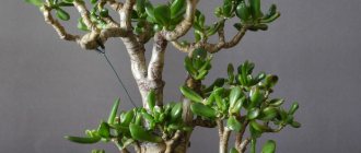 Crassula in the form of a tree