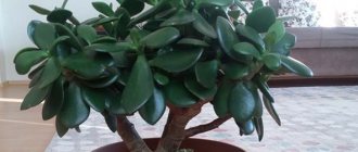 Crassula