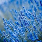 Top 64 Plants with blue flowers (200 photos with descriptions) For home and garden