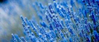 Top 64 Plants with blue flowers (200 photos with descriptions) For home and garden