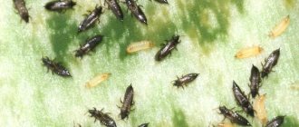 Thrips on a violet leaf