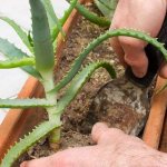 Fertilizer for aloe - feeding the flower at home