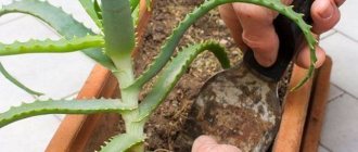 Fertilizer for aloe - feeding the flower at home