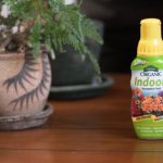 Fertilizers for indoor plants