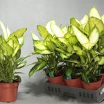 home care for dieffenbachia camilla