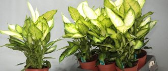 home care for dieffenbachia camilla